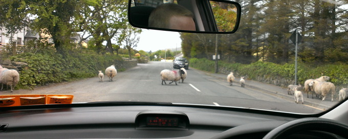 Sheep in Ireland